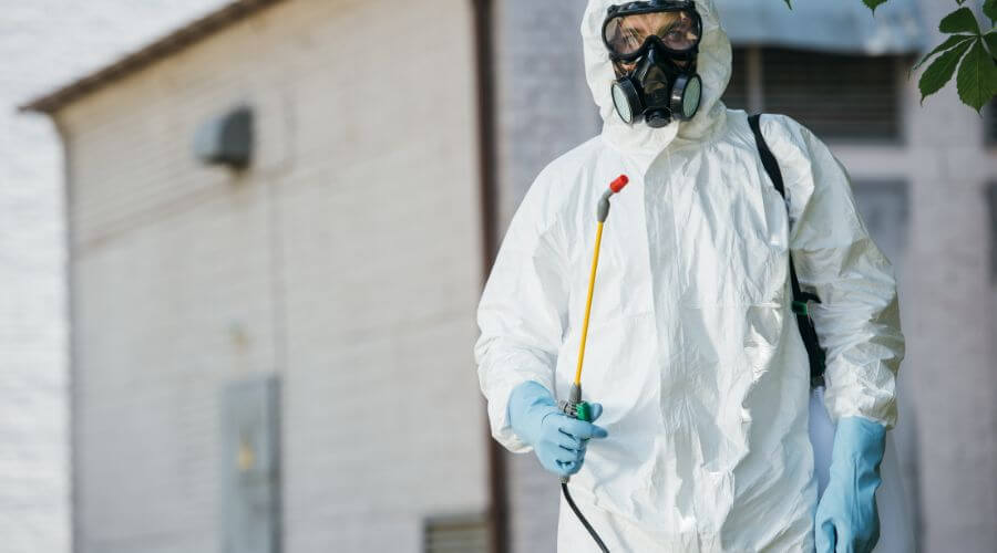 Professional pest control phoenix services in Phoenix